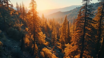 Poster - Generative AI Natural beauty, aerial drone shot, setting sun, panoramic forest, highly detailed Sequoia Park sunset view