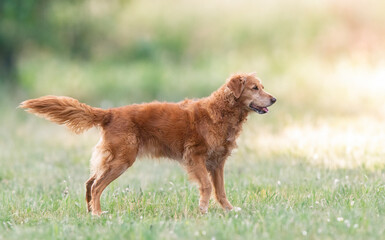 Poster - obedience training with a golden retriever