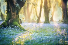 A Carpet Of Bluebells In A Sunlit Forest Clearing