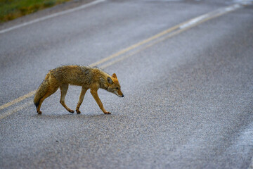 the coyote (canis latrans), the animal came out onto the road, theodore roosevelt national park, nor