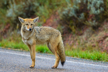 the coyote (canis latrans), the animal came out onto the road, theodore roosevelt national park, nor