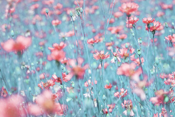 Wall Mural - Summer background with bright blooming cornflowers in the field. Cornflowers on summer meadow.