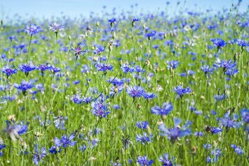 Poster -  Summer landscape with bright blooming cornflowers in the field. Cornflowers flowers against the sky.