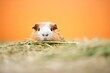 guinea pig peeking out from a mound of hay