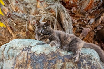 A gray cat lies on a large stone