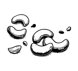  cashew hand drawn vector graphic asset