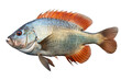 Tilapia fish Isolated on transparent background