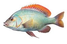 Tilapia Fish Isolated On Transparent Background