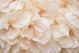 Fototapeta  - Fondo de pétalos blancos de flores vistos de cerca.