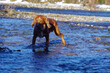 Pies  bawiący się w zimnej wodzie górskiej.