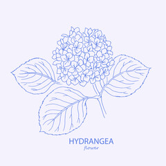 Line art illustration of  hydrangea. Logo. Trendy botanical elements. Hand drawn line leaves and flowers. Hydrangea, flower, hydrangeas, watercolor, floral illustration, blossom, bloom