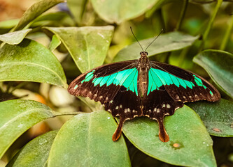 Macro of Graphium choredon, blue Triangle butterfly on a sunny summer day