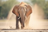Fototapeta  - elephant tossing dust over its back
