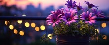 African Daisy (Osteospermum Ecklonis) In A Pot On A Balcony With A Lit Background In The Evening