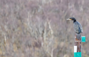 Wall Mural - Storskarv, Phalacrocorax carbo - The great cormorant known as the black shag in New Zealand and formerly also known as the great black cormorant across the Northern Hemisphere