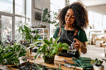Beautiful African American Woman Florist Small Business Owner In A Shop Sprays The Leaves Of A Flowerpot With A Sprayer, Drops Of Water Moisten The Plant. Caring For Indoor Plants.