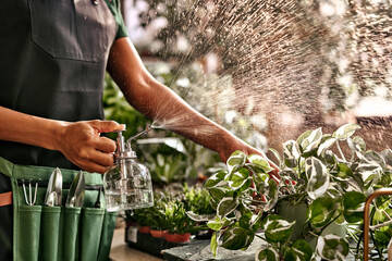 Wall Mural - Cropped view of man in apron and gardener's tool kit holding clear glass sprayer and spraying flower pots with drops of water, beautiful sunlight behind.