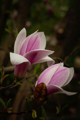 Wall Mural - Beautiful pink magnolia flowers close up. Jentle magnolia flower against sunset light. Romantic creative toned floral background.