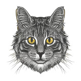 Fototapeta Koty - Cat vector illustration