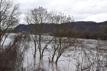 Wall Mural - Rhine flood in winter 2024