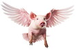 pig flying with wing isolated on white background