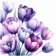The image is an illustration of tulips watercolor style.
