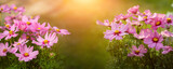 Fototapeta Kwiaty - onętek, kwiat kosmos w promieniach zachodzącego słońca w wiejskim ogrodzie latem	