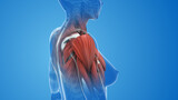 Fototapeta  - Female shoulder muscle pain and injury