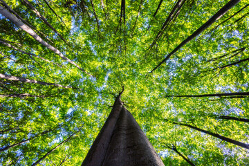 Wall Mural - Crowns of beech trees with leaves