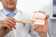 Dentist teaching patient to brush teeth correctly demonstrating technique on human jaws model stomatologist showing routine personal hygiene closeup.