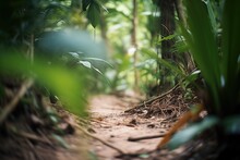 Dense Jungle Vegetation Blocking A Rustic Dirt Path