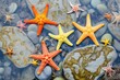 multiple starfish spread out in a colorful tide pool