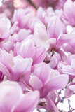 Fototapeta Tulipany - magnolia soulangeana blossom wall