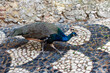A peacock in the city