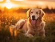 Golden Retriever dog enjoying outdoors at a large grass field at sunset, beautiful golden light	
