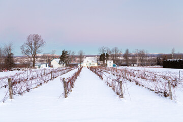 Wall Mural - Sunrise winter view of dormant vineyard with steep roofed patrimonial house and barns and the Laurentian mountains in the background, St. Pierre, Island of Orleans, Quebec