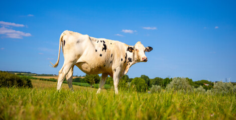 Wall Mural - Troupeau de vache laitière en pleine nature dans la campagne de France.