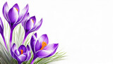 Fototapeta Kwiaty - Piękne, fioletowe Krokusy na białym tle z miejscem do wklejenia. Generative AI