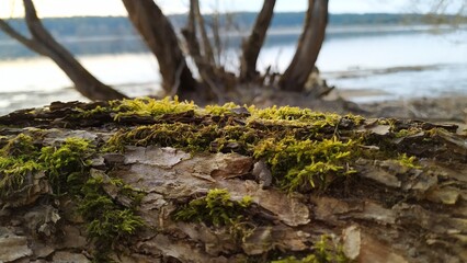 moss covered log