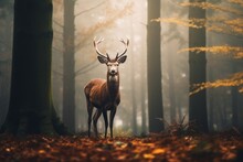  A Deer Standing In The Middle Of A Forest With Tall Trees And Leaves On The Ground In Front Of It Is A Foggy Forest With Tall Trees And Yellow Leaves On The Ground.