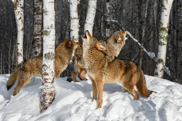 Wall Mural - Coyote (Canis latrans) Pack Howls Together in Birch Forest Winter