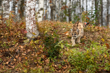 Wall Mural - Cougar Kitten (Puma concolor) Walks Down Forest Embankment Autumn