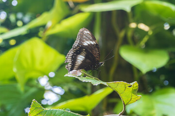 Wall Mural - Blue moon butterfly or Hypolimnas bolina sits on a leaf with blurred natural green background