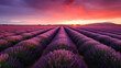 A field of lavender with rows stretching to the horizon at sunset.