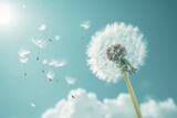 Fototapeta Dmuchawce - A dandelion with fluttering seeds in a windy sky