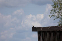 Long Tail Bird Near Alton Il And Missouri River