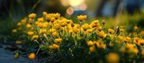 Fototapeta Kwiaty - Small yellow flowers blossoming in the yard.