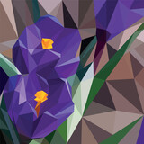 Fototapeta Kwiaty - purple flowers spring early crocuses