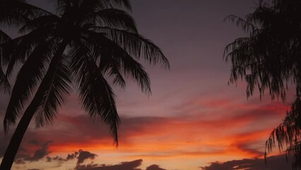 Wall Mural - silhouetted palms and sunset sky on tropical beach, 4k