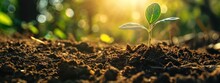The Seedling Growing From The Rich Soil, Ecology Concept. Wide Panoramic Banner